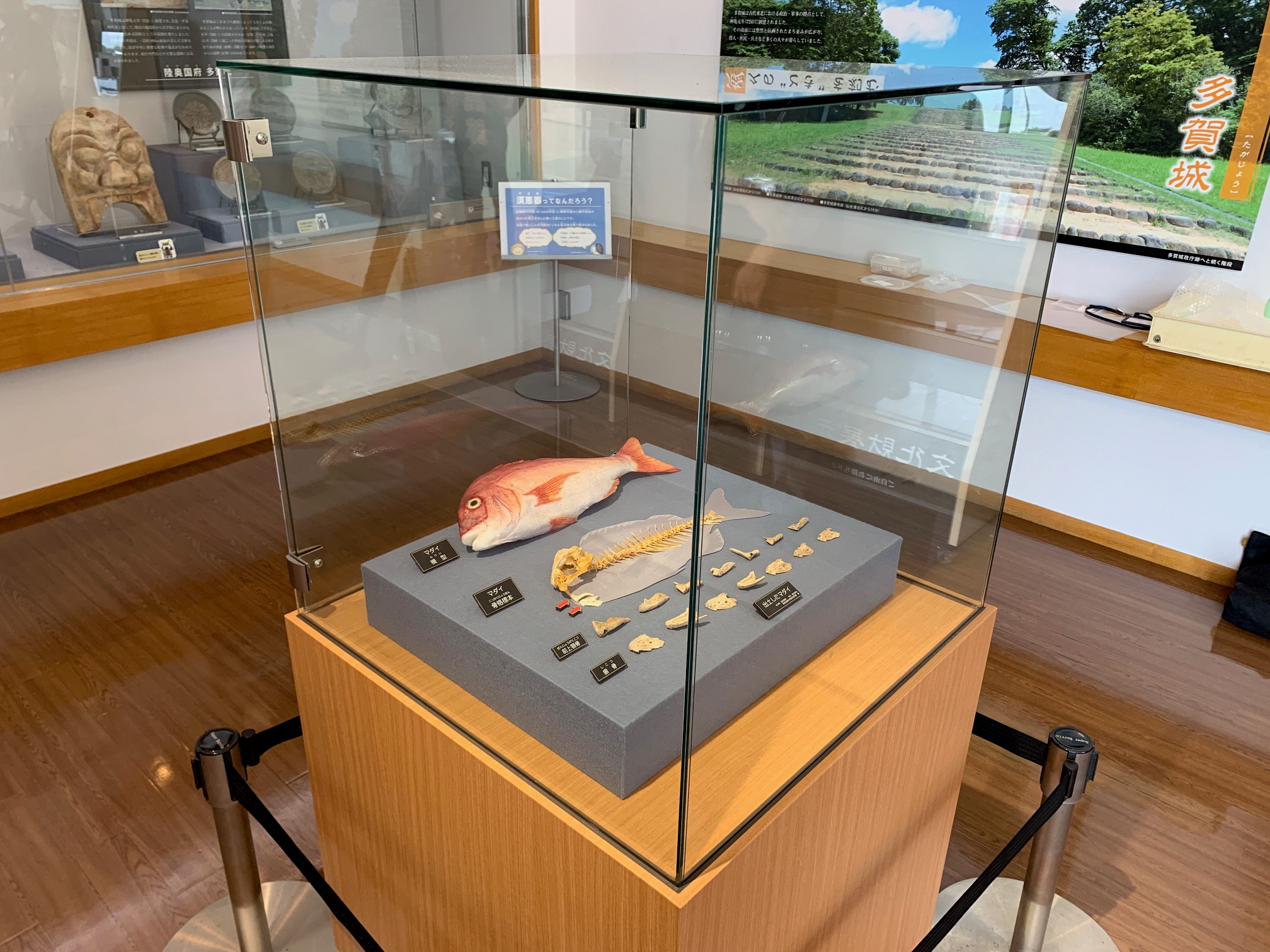 春日ＰＡ文化財展示室・マダイの骨